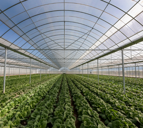 Agrifood 1